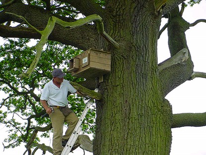 New home for a Barn Owl