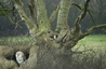 Natural Tree Hollow