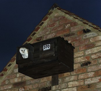 Barn Owl about to leave a nest box
