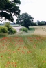 Field Margin that supports Barn Owls