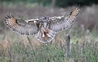 Kaln braking before landing