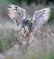 Landing Shot