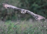 On the glide