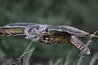 In flight