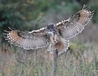 Landing