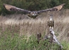 Kaln in flight & Turner perched