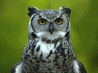 Elsie - Great Horned Eagle Owl