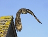 Kaln in flight