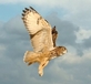 Turner - European Eagle Owl