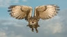 Kaln - European Eagle Owl