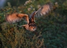 Kaln in flight