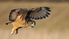 Turner in Flight during a photography day