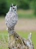 Great Horned Eagle Owl called Elsie