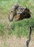 Kaln in take off mode