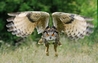 Kaln taking off