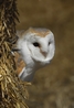 Barn Owl - Gyzmo