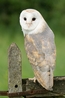 Barn Owl - Barny