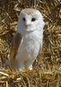 Barn Owl - Gyzmo