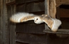 Barn Owl - Luna