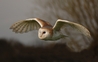 Barn Owl - Paddy