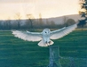 Merlin the Barn Owl out flying