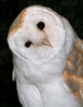 Gyzmo