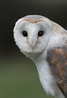Barny, a 23 year old female Barn Owl