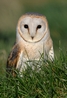 Jim who is an Australian Grass Owl (tyto longimembris)