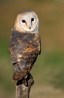 Jim who is an Australian Grass Owl (tyto longimembris)