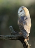 A peaceful evening with Jim the Australian Grass Owl (tyto longimembris)