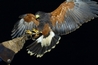 Siren a male Harris Hawk during night training