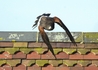 Shelly, a female Harris Hawk