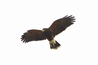 Shelly up soaring