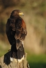 Billy the Harris Hawk