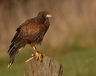 Billy the Harris Hawk