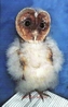 A special young Black Barn Owl, Image courtesy of chrissy of Chrissies Owls