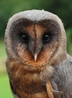 Ashley the Black Barn Owl