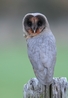 Ashley (Black Barn Owl)