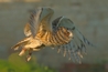 Tess out getting some wing exercise