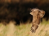 Leighton in flight