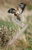 Leighton the Buzzard - Image taken by Guy Edwards ©