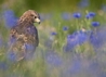 Leighton the Buzzard - Image taken by Guy Edwards ©