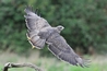 Pringle the Buzzard going through some training to get back into photography days