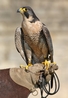 Kaz - Adult Peregrine Falcon (Female)