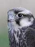 Bonnie - Young Lanner Falcon (Female)