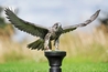 Clyde - Young Gyr x Saker Falcon (Male)