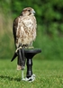 Jack - Adult Gyr x Saker Falcon (Male)