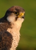 Caister - Adult Lanner Falcon (Male)