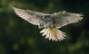 Clyde the Gyr x Saker - Image taken by Guy Edwards ©