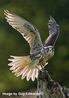 Clyde the Gyr x Saker - Image taken by Guy Edwards ©